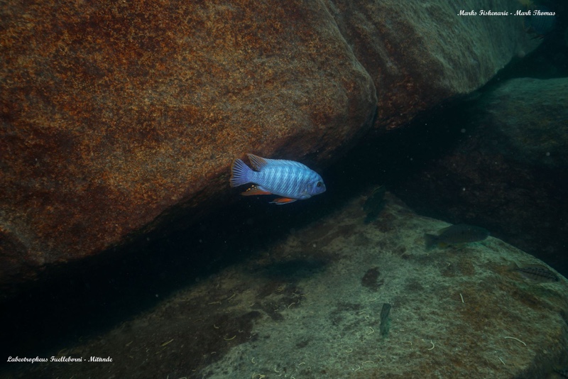 Labeotropheus fuelleborni 'Mitande Reef (Rocks)'